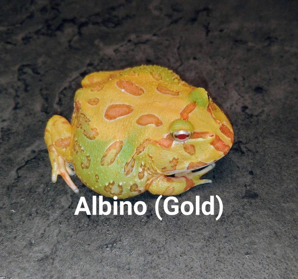 Ceratophrys cornuta, cranwelli