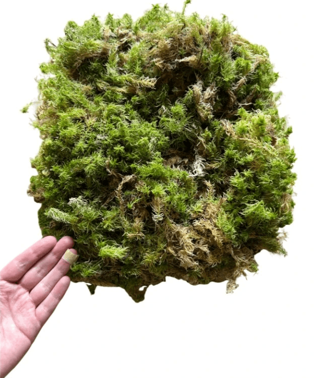 Rašeliník živý TOP kvalita 30cm-30cm