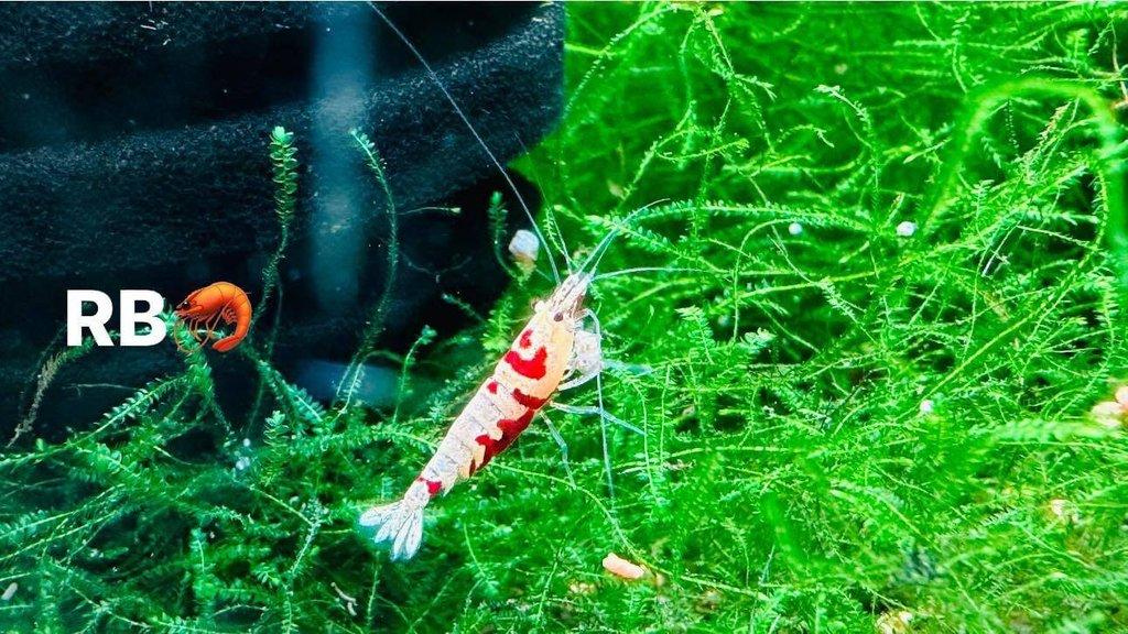 TOP PREMIUM AKVA KREVETKY Caridina a Neocaridina - Odchovy