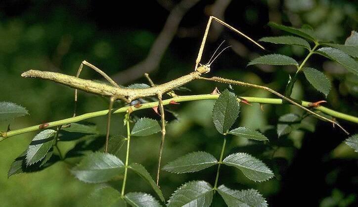 Strašilky, pakobylky