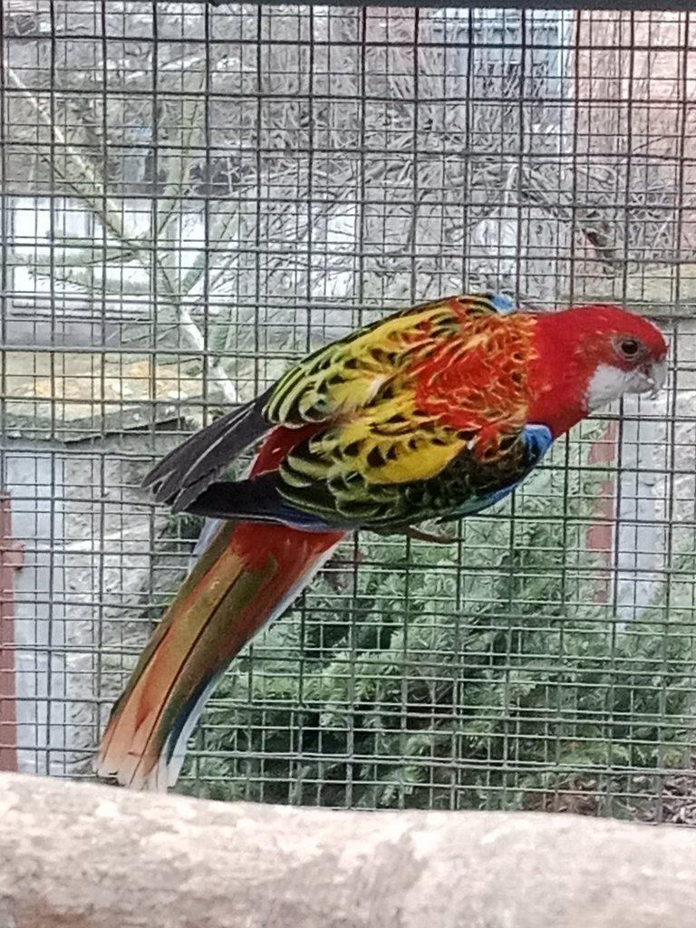 Prodám chovnou samici opalin / gg