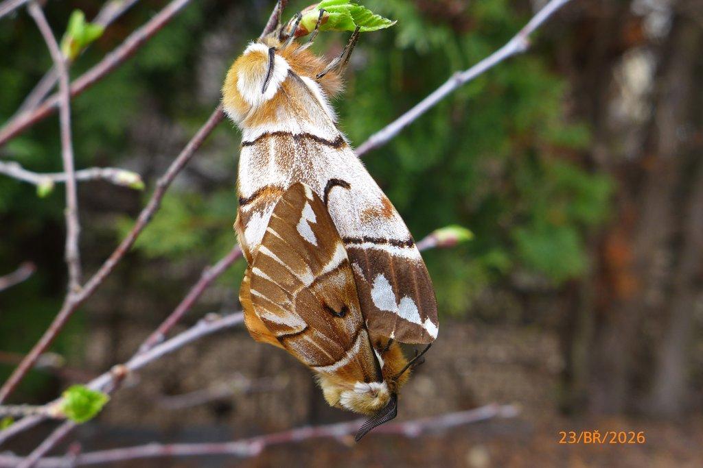 vajíčka Strakáče březového (Endromis versicolora)