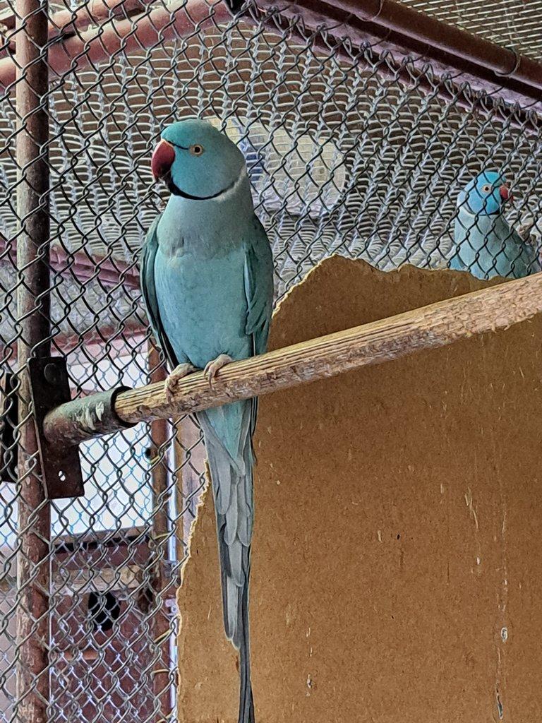 Prodám Alexand malý