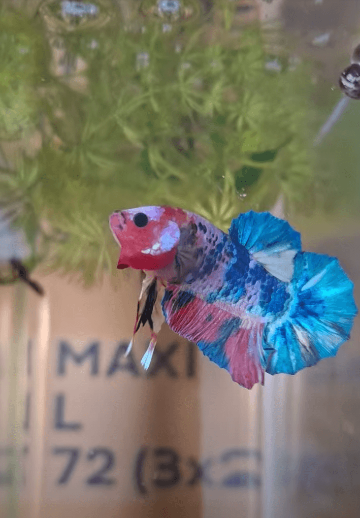 odchovy betta