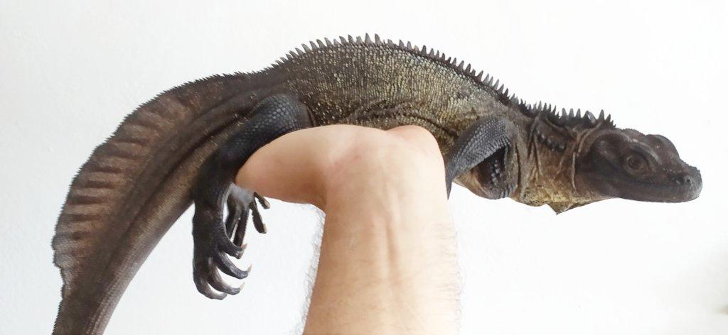 Hydrosaurus celebensis