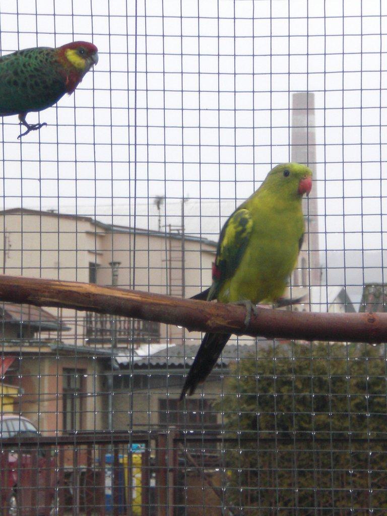 Papoušek horský štěp. na žlutý pastel