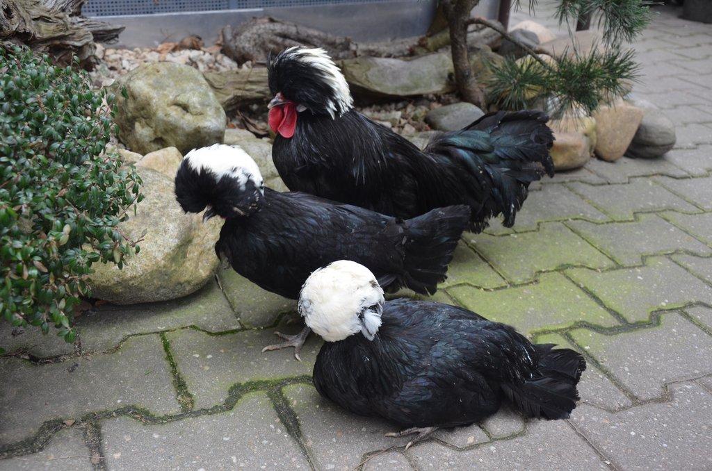 Zdrobnělé holanďanky