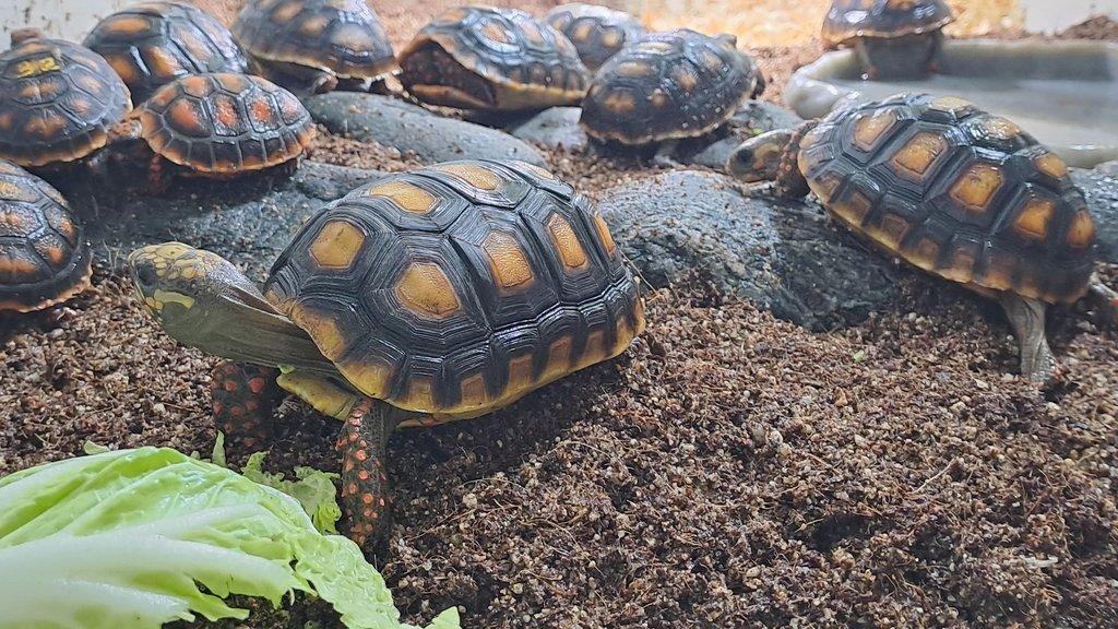 Želva uhlířská-Geochelone carbonaria