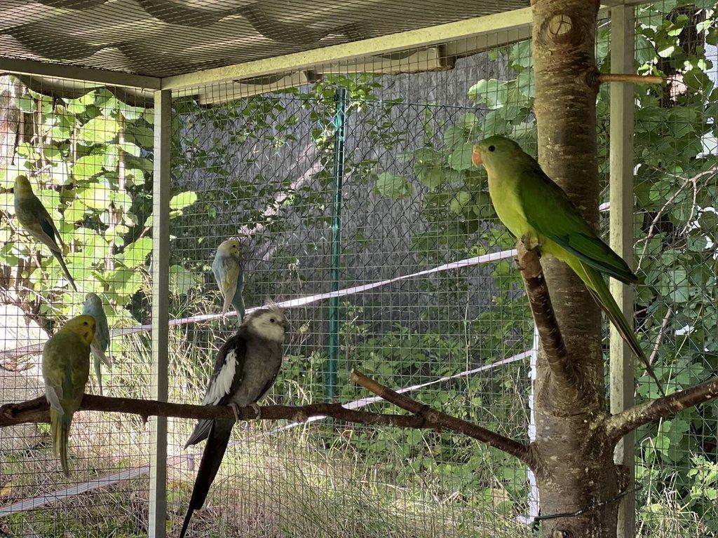 Papoušek nádherný