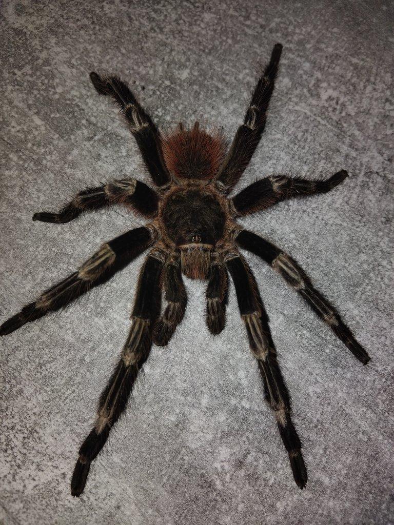 Prodám adult samce Nhandu Chromatus.