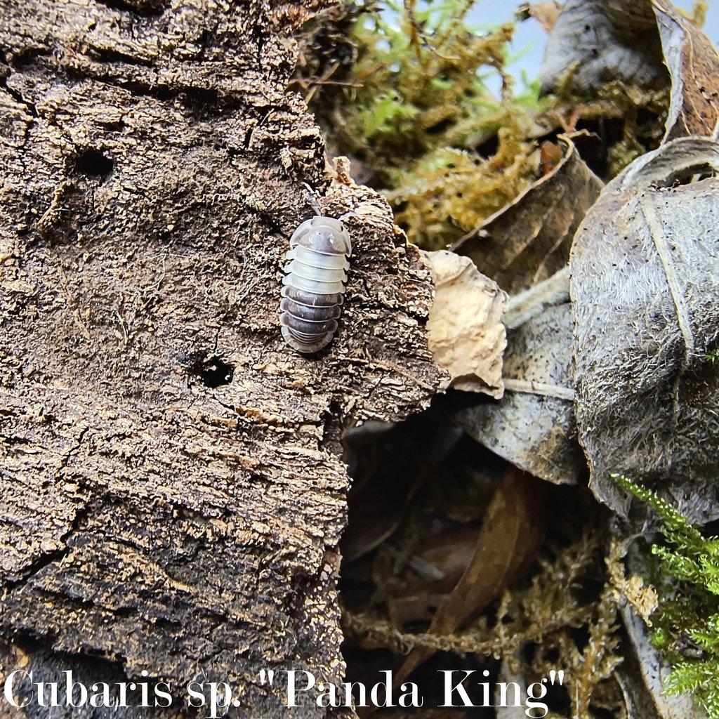 ISOPODY - výhodné balíčky