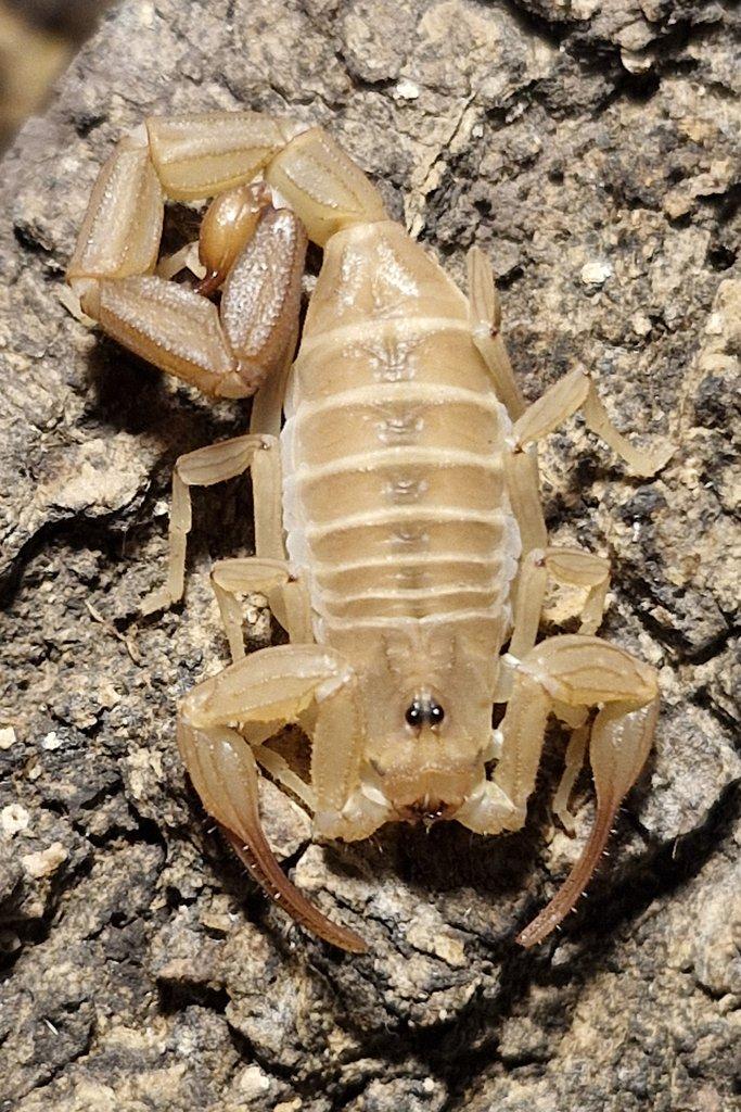 Titius smithi