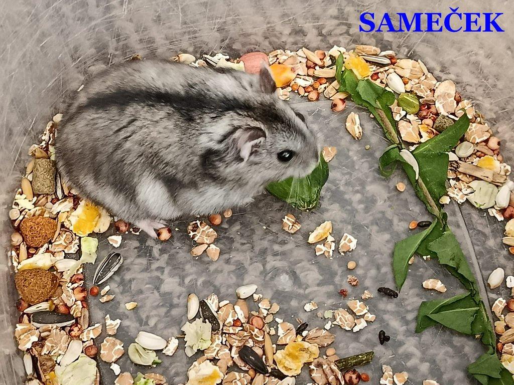 Křečík džungarský