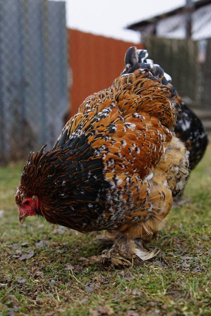 Brahmánky porcelánové🥚 (násadová vejce)