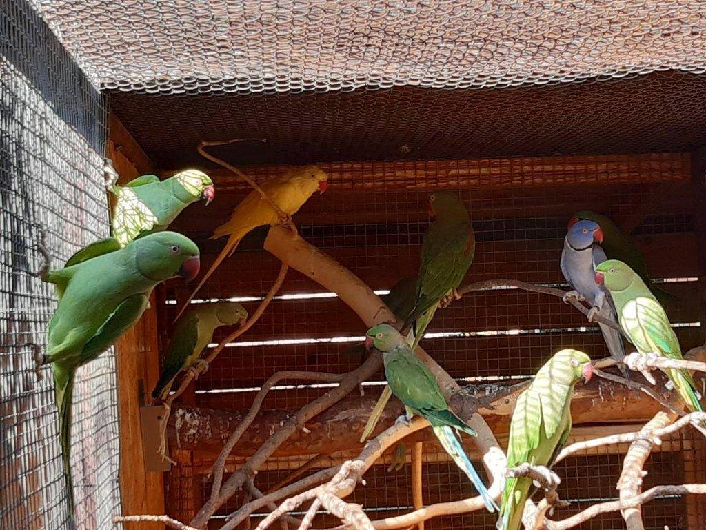 Alexandr malý různé mutace rok 24-25