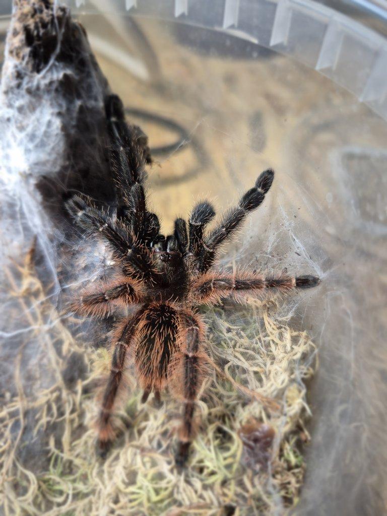 Nabízím chov sklípkanů