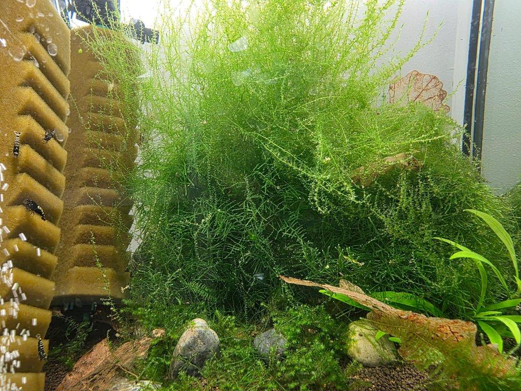 výprodej akvarijních mechů stringy, java, flame moss