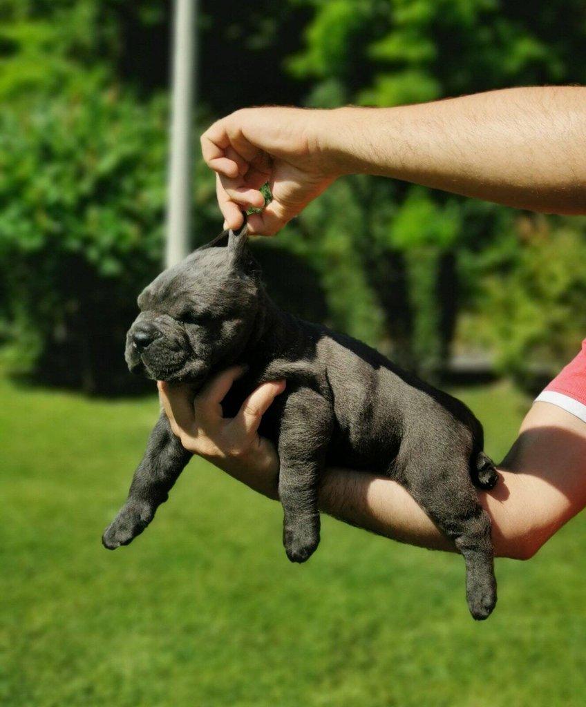Cane Corso – fenka štěně
