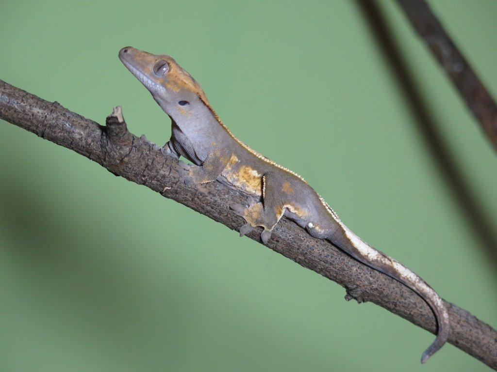 Pagekon řasnatý 1,0