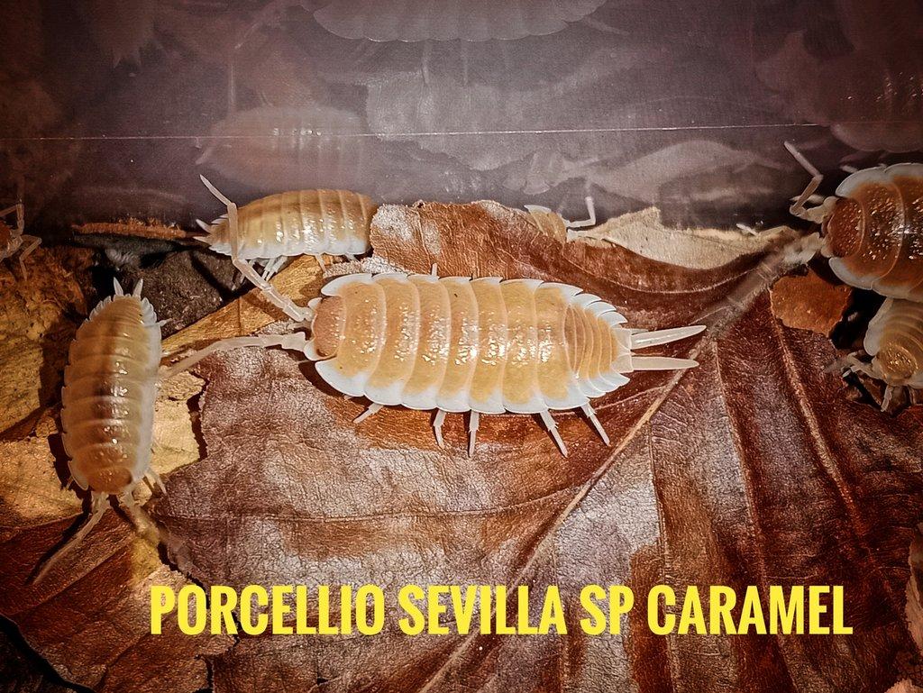 Akce na Porcellio sevilla sp caramel