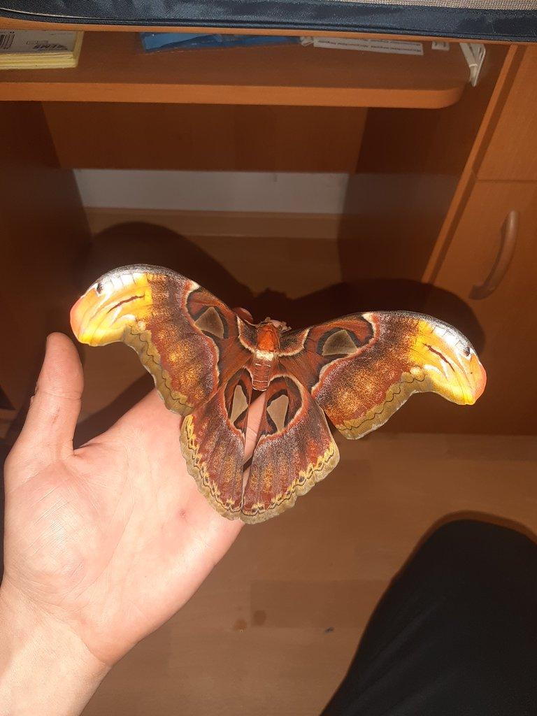 Atlas velký ( Attacus atlas )