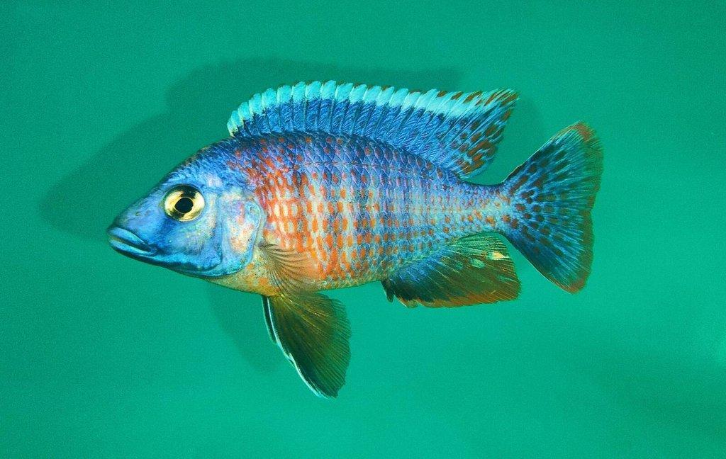 Tlamovci MALAWI