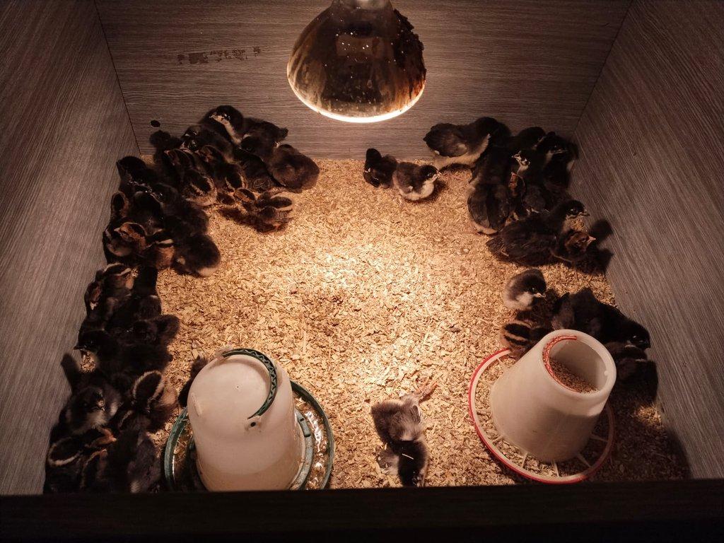 kuřátka Ayam Cemani ,Arakauna,Maranska,Wiandotka, Brakelka zlatá