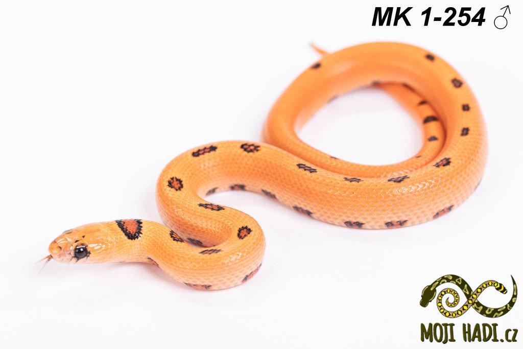 Lampropeltis MAGMAKING