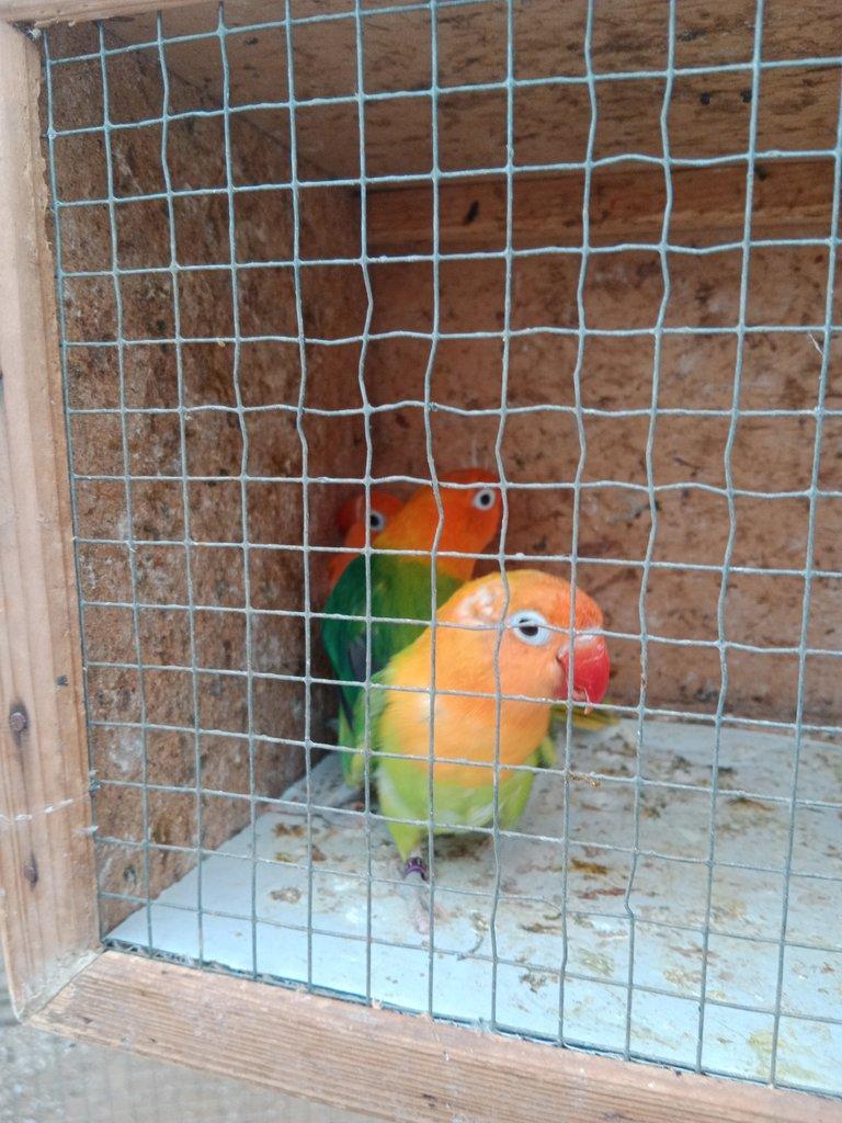 Prodám Fischer opalin