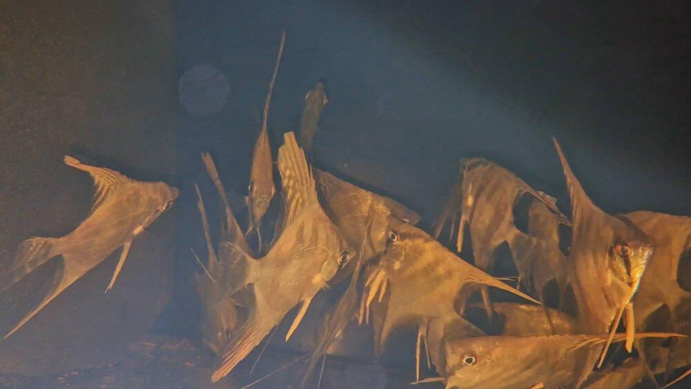 Prodej terčovců, L-sumců, skalár, rejnoků a jiných ryb