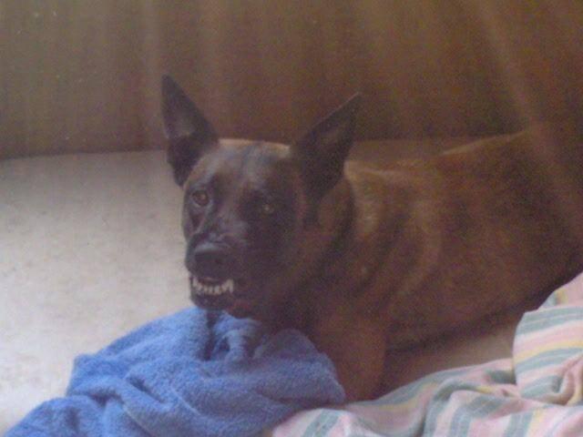 Belgický ovčák - Malinois - štěňata s pp - na záznam