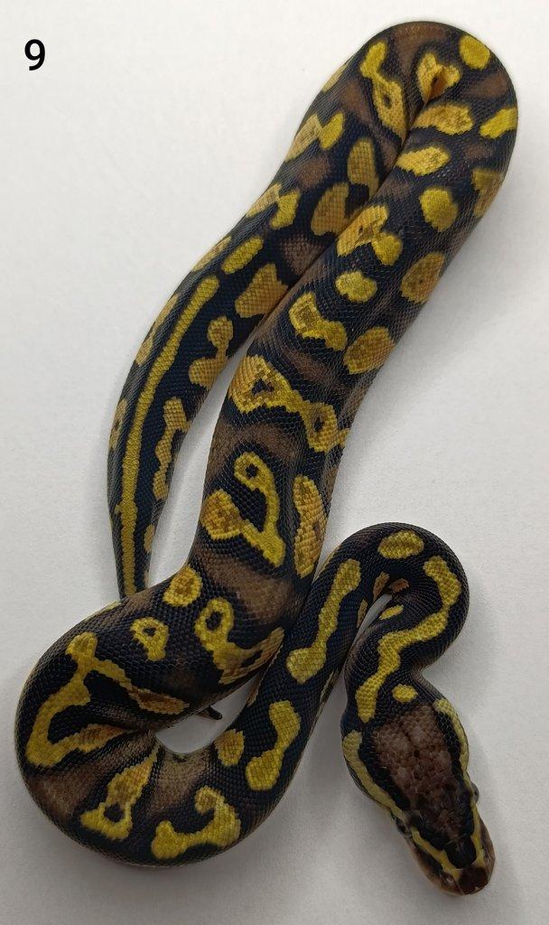 Krajta královská/ Python regius