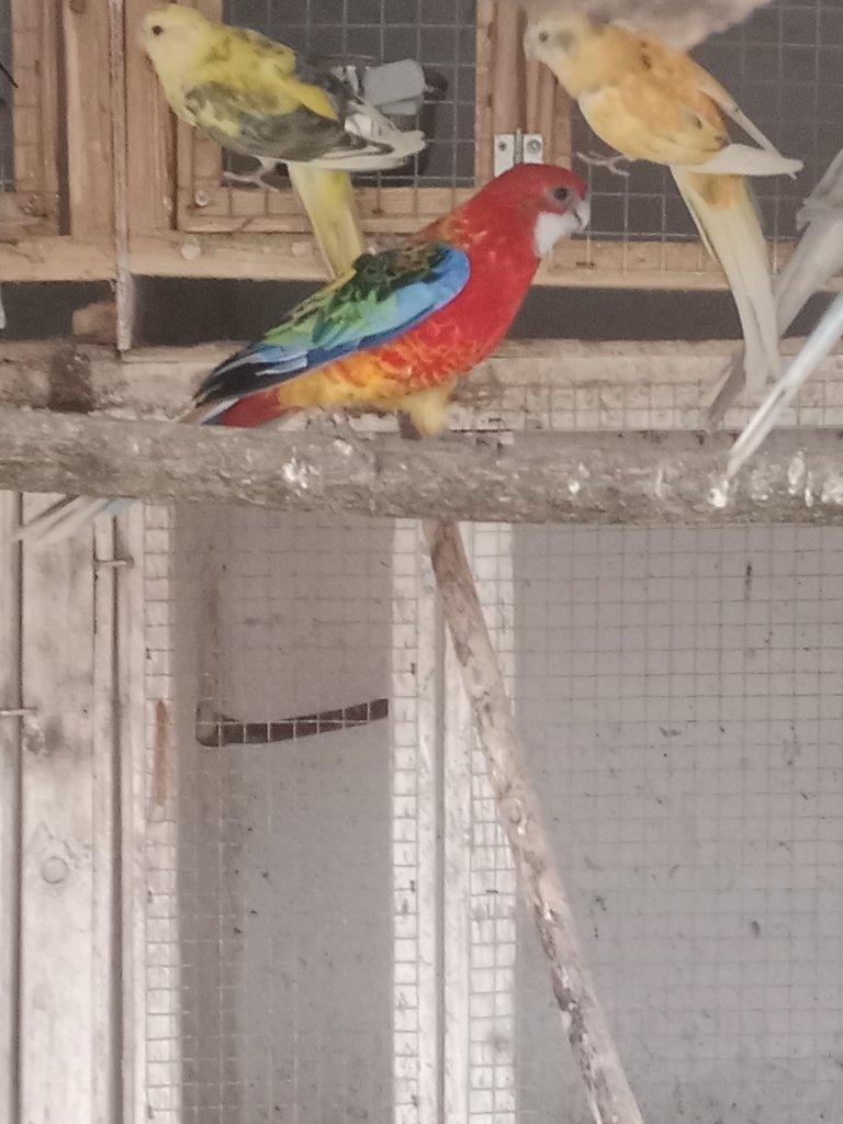 Prodám chovnou samici opalin / gg