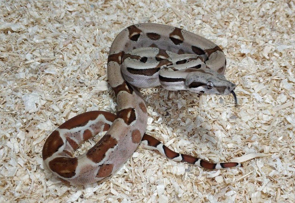 Boa imperator- Sharp Sunglow 66% het Sterling,Hypo Sterling