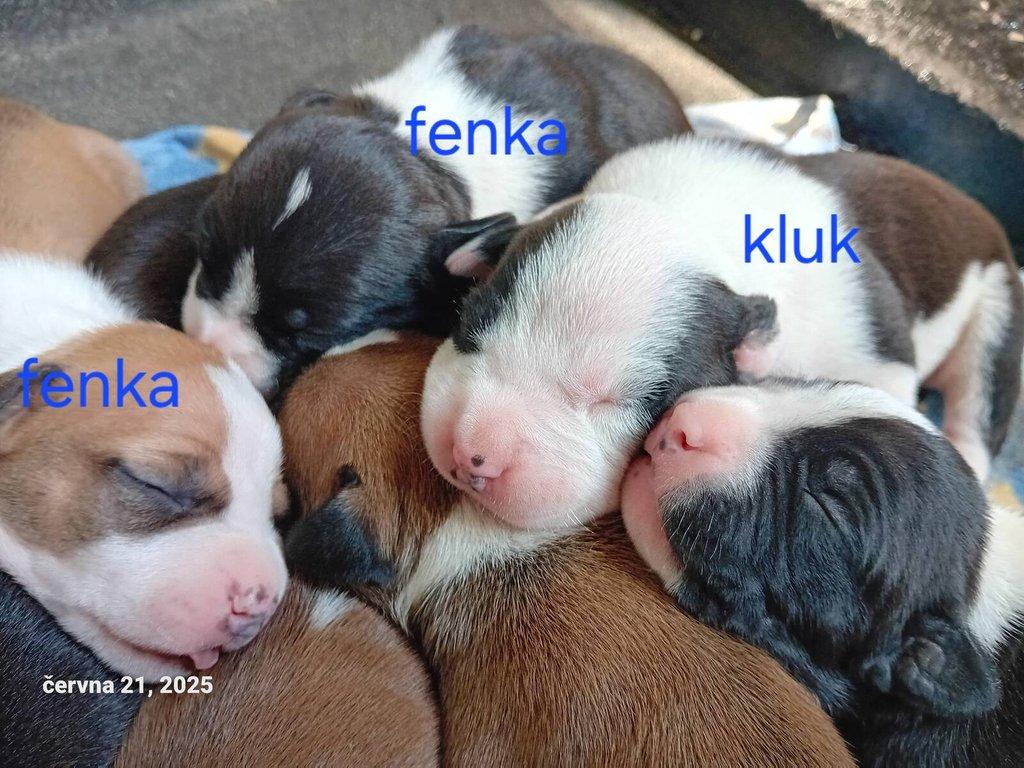 Americký stafordšírský teriér