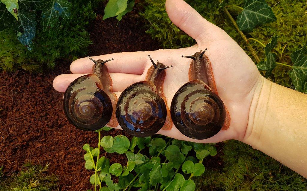 Šneci Pleurodonte excellens dominican republic mláďata
