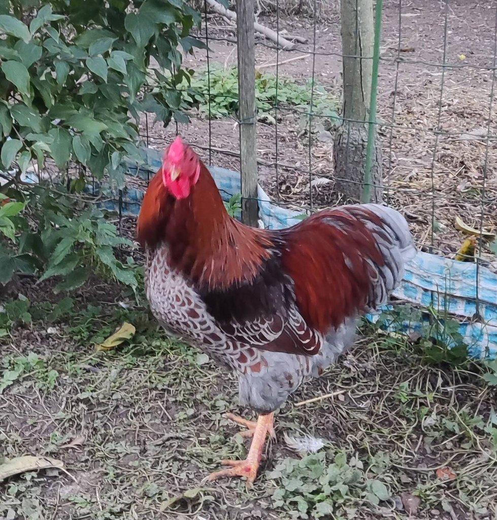 Wyandotka zdrobnělá a Pavlovská slepice