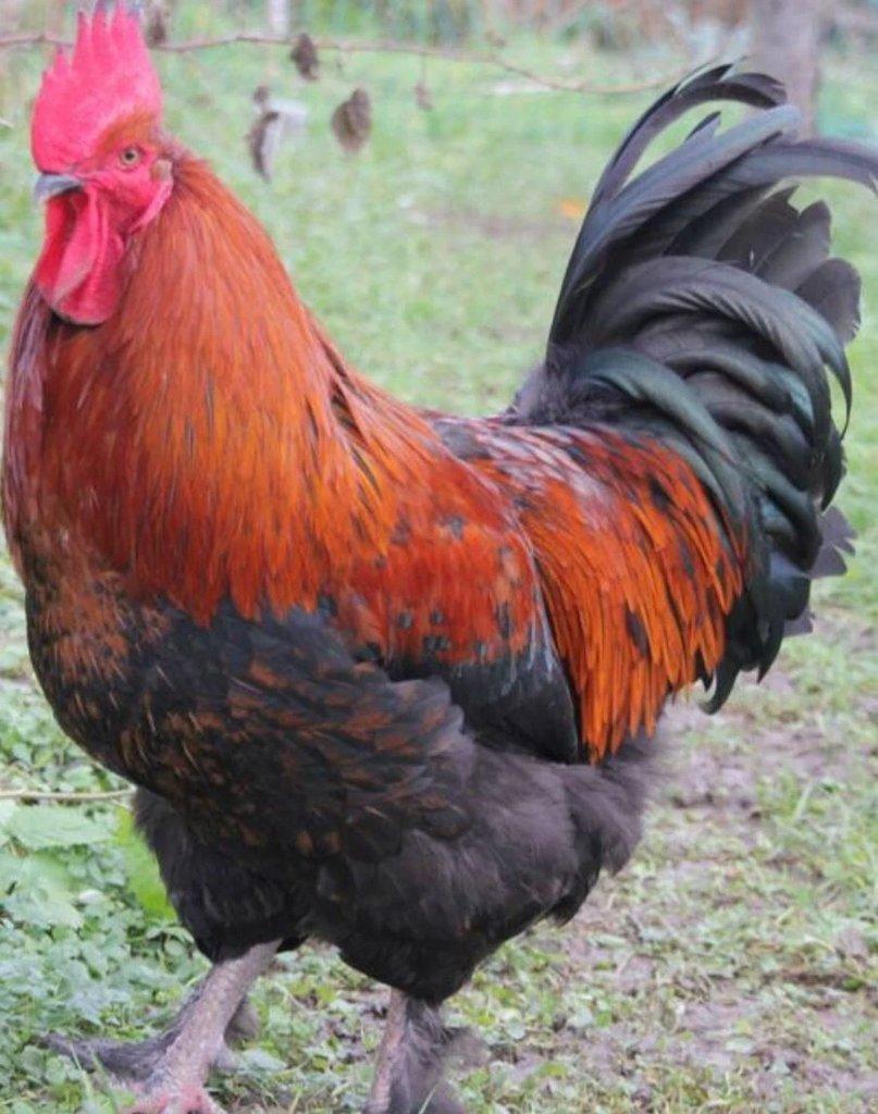 násadová vejce Ayam Cemani,Arakaun,Maranska,wyandotka