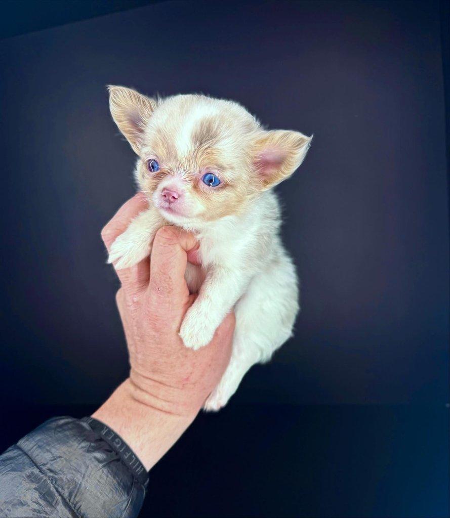 Štěňata čivavy k adopci