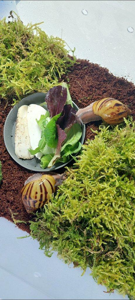 Africký šnek, Archachatina, Achatina Ghana