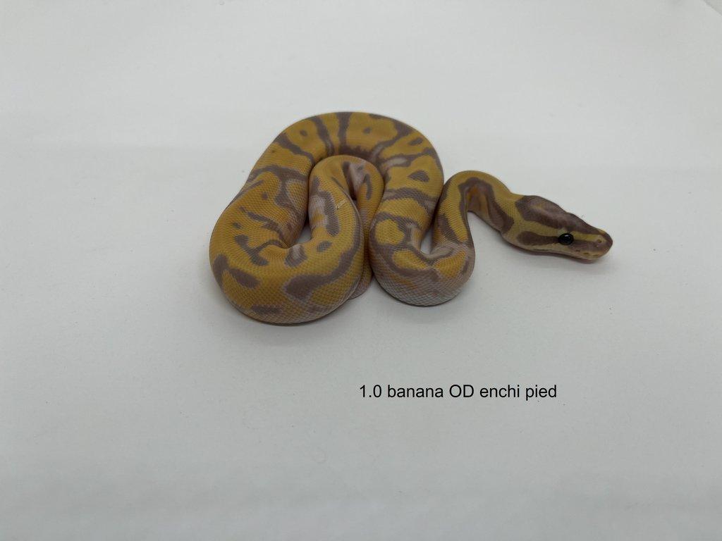 Krajta královská (Python regius)