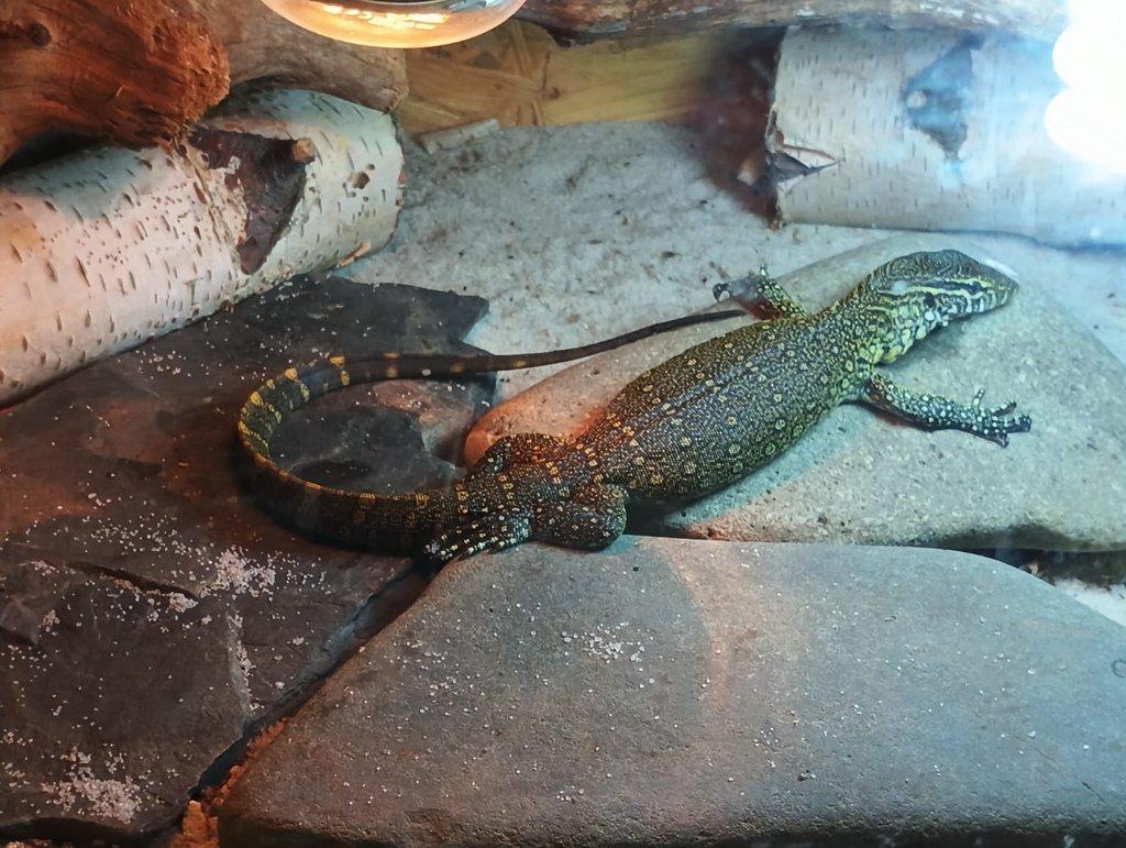VARAN NILSKÝ (varanus niloticus)