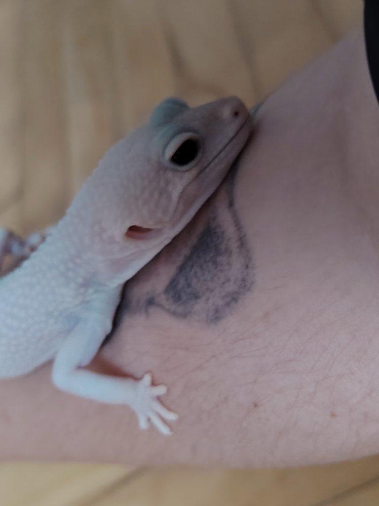 Gekončík noční - SAMEC