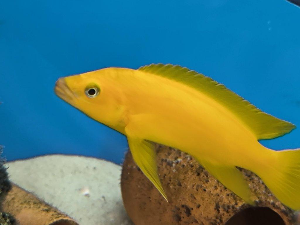 Malawi&Tanganika duben 2026