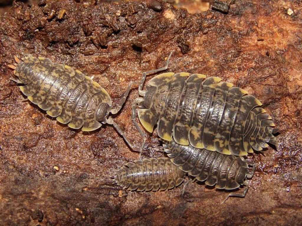 Trachelipus sp. Gagry