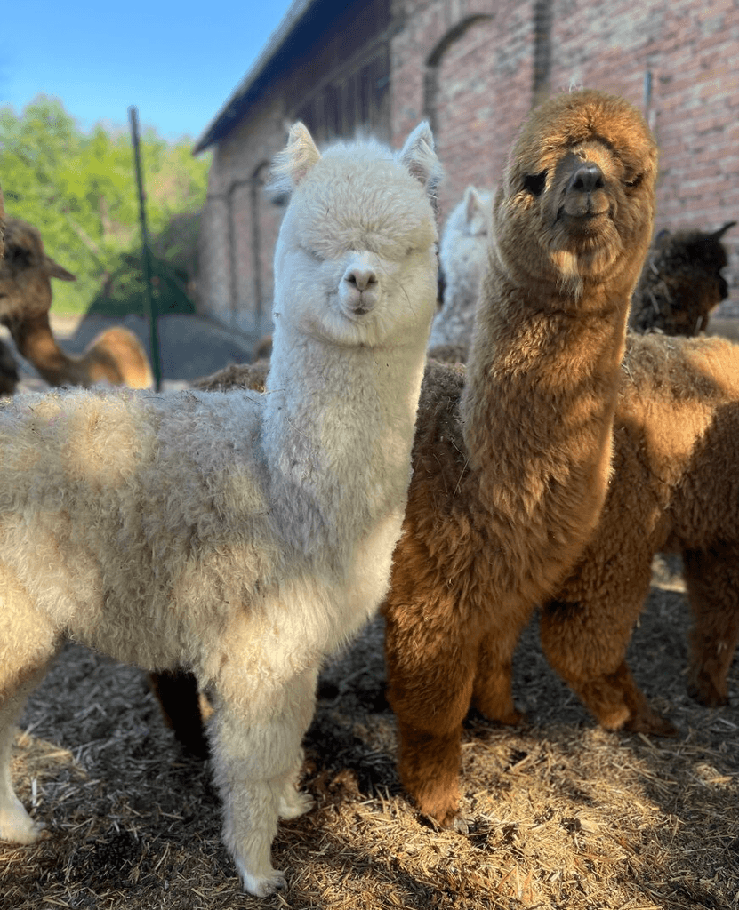 Lama alpaka - mláďata
