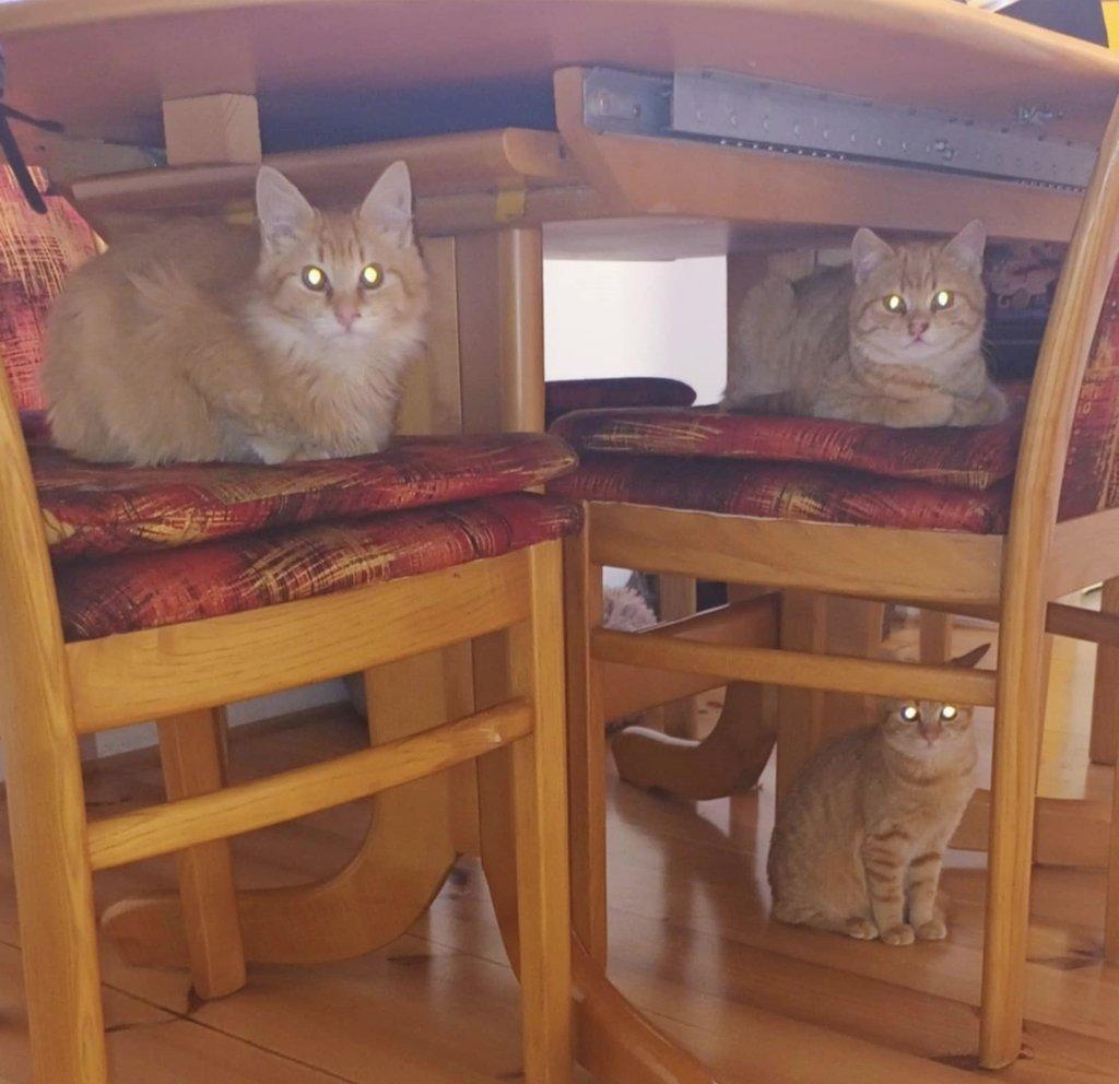 Kocourek Hubert hledá nový domov