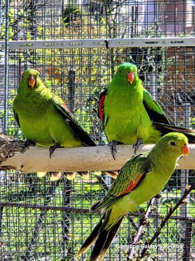 Prodám papoušek červenokřídlý a nádherný