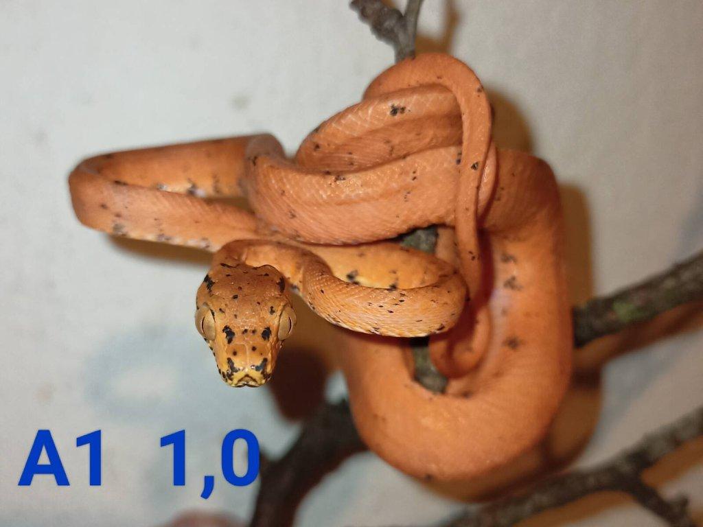 3,4 Corallus hortulanus CB 9/24