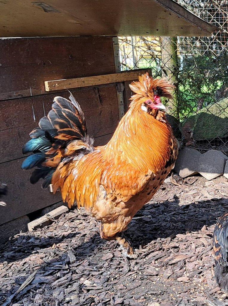 Násadová vajíčka Pavlovky (Pavlovská slepice)